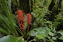 Bromeliad (Pitcairnia nigra) flowers on west slope of Andes, Mindo, Ecuador