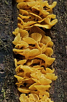 Mushrooms growing on a tree trunk on west slope of Andes, Mindo, Ecuador