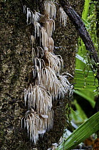 Mushroom (Deflexula subsimplex) group growing on tree trunk on west slope of Andes, Mindo, Ecuador