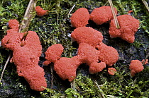 Plasmodial Slime Mold (Tubifera sp), Mindo, Ecuador