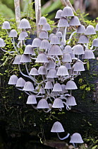 Trooping Crumble Cap Fungus (Coprinellus disseminatus) mushrooms on west slope of Andes, Mindo, Ecuador