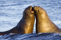 Southern Elephant Seal (Mirounga leonina) juveniles sparring, Falkland Islands