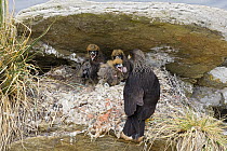 Striated Caracara (Phalcoboenus australis) on nest with chicks, Falkland Islands