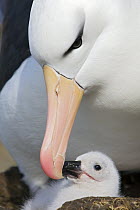 Black-browed Albatross (Thalassarche melanophrys) chick begging for food, Falkland Islands