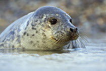 Grey Seal (Halichoerus grypus) pup in water, Helgoland, Germany