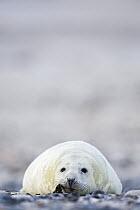 Grey Seal (Halichoerus grypus) pup, Helgoland, Germany