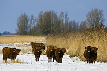 Highland Cattle (Bos taurus) group in snow, Lauwersmeer, Friesland, Netherlands