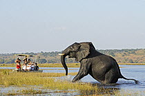 African Elephant (Loxodonta africana) and tourist boat, Chobe River, Chobe National Park, Botswana