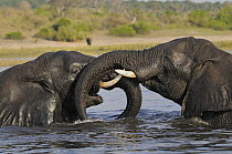 African Elephant (Loxodonta africana) males sparring, Chobe National Park, Botswana