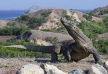 Komodo Dragon (Varanus komodoensis) displaying, Rinca Island, Komodo National Park, Indonesia