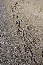 Komodo Dragon (Varanus komodoensis) tracks in sand, Komodo Island, Komodo National Park, Indonesia