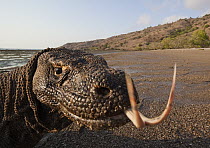 Komodo Dragon (Varanus komodoensis) on beach with tongue extended, Komodo Island, Komodo National Park, Indonesia