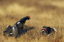 Black Grouse (Tetrao tetrix) males fighting at lek, Sweden