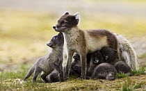 Arctic Fox (Alopex lagopus) kits suckling, Svalbard, Norway