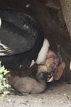 Andean Condor (Vultur gryphus) male feeding chick at nest, Andes, Ecuador