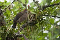 Rufous-headed Chachalaca (Ortalis erythroptera), Ecuador