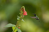 Green Thorntail (Discosura conversii) female feeding on flower nectar, Ecuador