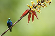 Violet-bellied Hummingbird (Damophila julie) male, Ecuador