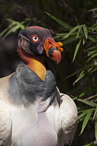 King Vulture (Sarcoramphus papa), Ecuador