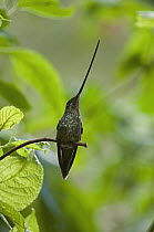 Sword-billed Hummingbird (Ensifera ensifera) female, Ecuador