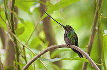 Sword-billed Hummingbird (Ensifera ensifera) male, Ecuador