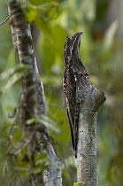Common Potoo (Nyctibius griseus) camouflaged on tree, Ecuador