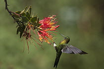 Golden-breasted Puffleg (Eriocnemis mosquera) hummingbird feeding on flower nectar, Ecuador
