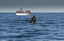 Southern Right Whale (Eubalaena australis) calf spyhopping near tourist boat, Valdez, Argentina