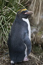 Macaroni Penguin (Eudyptes chrysolophus), South Georgia Island
