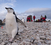 Chinstrap Penguin (Pygoscelis antarctica) on beach near tourists, South Georgia Island