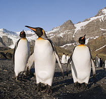King Penguin (Aptenodytes patagonicus) group, Gold Harbor, South Georgia Island