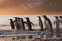 King Penguin (Aptenodytes patagonicus) group going to sea, St Andrew's Bay, South Georgia Island