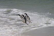 Gentoo Penguin (Pygoscelis papua) trio coming ashore, South Georgia Island