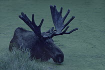 Moose (Alces alces andersoni) bull in pond, Superior National Forest, northern Minnesota