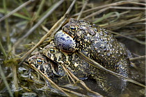 Great Plains Toad (Bufo cognatus) male calling and competing for access to female in amplexus with another male, Touch the Sky Northern Tallgrass Prairie National Wildlife Refuge, southwest Minnesota