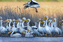 American White Pelican (Pelecanus erythrorhynchos) flock, Split Rock Creek State Park, Minnesota