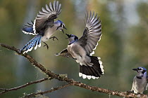 Blue Jay (Cyanocitta cristata) pair fighting while a third watches, Minnesota