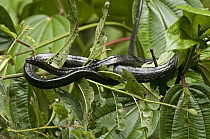 Mussurana (Clelia clelia) in tree, Ecuador