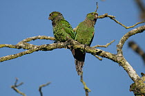 Maroon-tailed Parakeet (Pyrrhura melanura) pair, Ecuador