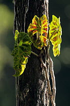 Arum (Araceae) leaves, Ecuador
