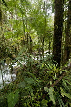 Los Cedros River in rainforest, Cotacachi Cayapas Ecological Reserve, Ecuador