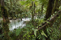 Los Cedros River in rainforest, Cotacachi Cayapas Ecological Reserve, Ecuador
