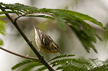 Blackburnian Warbler (Setophaga fusca), Ecuador