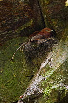 Andean Cock-of-the-rock (Rupicola peruvianus) chicks on nest with Anolis Lizard (Anolis nitens) prey, Ecuador