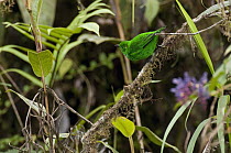 Glistening-green Tanager (Chlorochrysa phoenicotis), Ecuador
