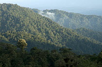Rainforest on eastern slope of Andes, Antisana Volcano Ecological Reserve, Ecuador