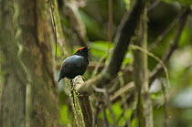 Blue-backed Manakin (Chiroxiphia pareola) male, Ecuador