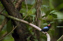 Blue-backed Manakin (Chiroxiphia pareola) male displaying at lek with female, Ecuador