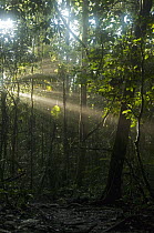 Sunrays coming through the mist, Yasuni National Park, Ecuador