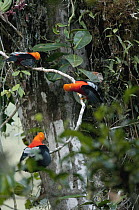 Andean Cock-of-the-rock (Rupicola peruvianus) males displaying at lek, Ecuador